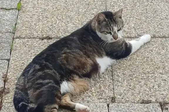 Chat perdu tigré/blanc à Romanswiller - photo