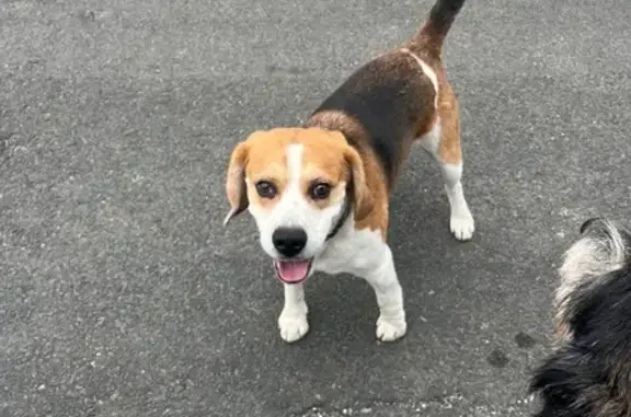 Chien trouvé Le Sequestre, photo: Beagle trouvé Rue de Camp Countal, Le Sequestre