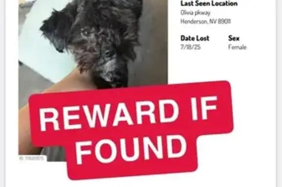 Lost pets Henderson, photo: Lost Black Toy Poodle-Shih Tzu Mix