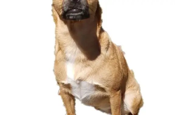 Lost Dog: Brown/Tan with White Markings