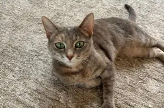 Lost Cat: Gray Tri-Color, Big Green Eyes