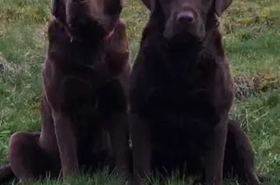 Animaux trouvés Bussang, photo: Labrador femelle perdue, Bussang, collier bleu