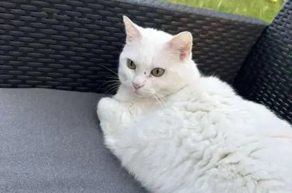 Chat perdu, , photo: Chatte perdue à Luitré-Dompierre