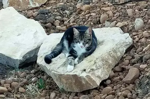 Chatte perdue, besoin traitement urgent - photo