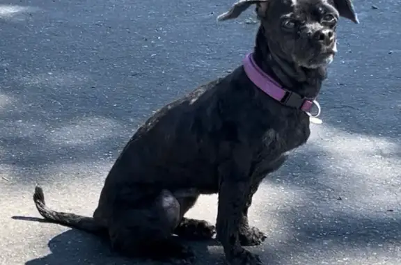 Missing dog , photo: Lost Black Dog Gracie: Purple Collar ID