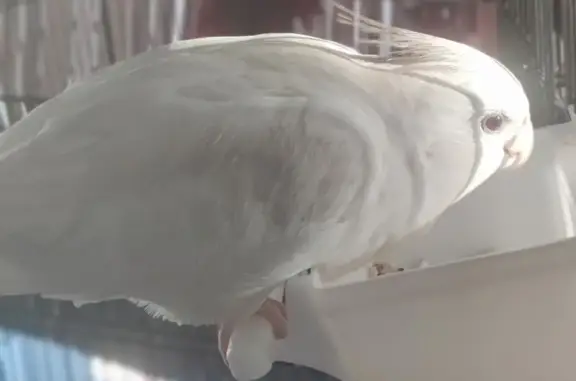 Lost Bird Tosha: Reward for Safe Return