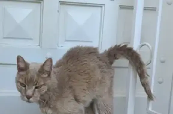 Chat beige clair perdu à Gattières - photo