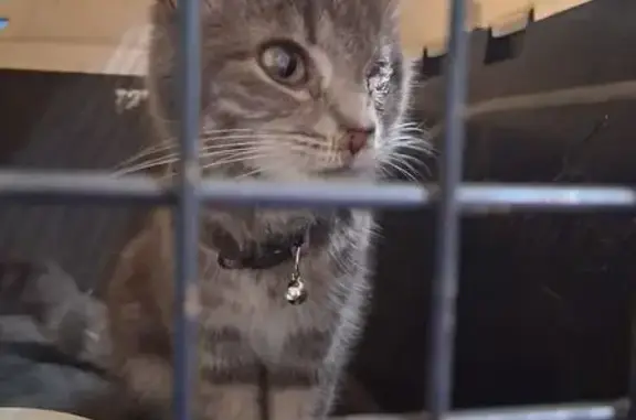 Lost and found pets Bristol, photo: Found: Young Gray Tabby on Paddle Creek