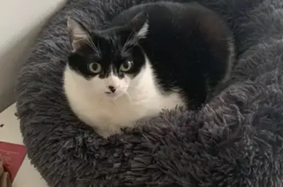 Animaux perdus Caluire-et-Cuire, photo: Chatte perdue noire et blanche à Caluire