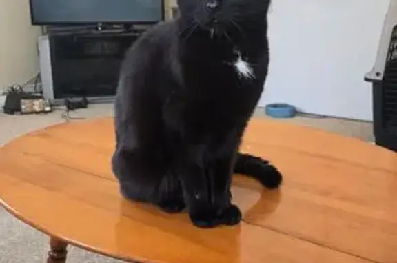 Lost Timid Cat: Black with Unique Markings