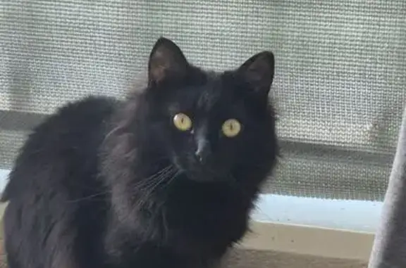 Animaux perdus La Mulatière, photo: Chatte perdue à La Mulatière : Melba