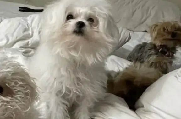 Lost Fluffy White Dog in San Antonio