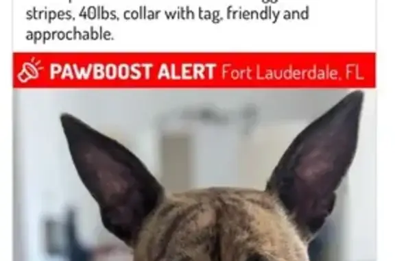 Lost pets Oakland Park, photo: Lost Brindle Dog: Friendly & Lovable!