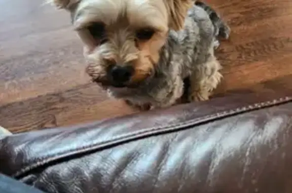 Lost Morkie Milo in Brentwood: Help Find!