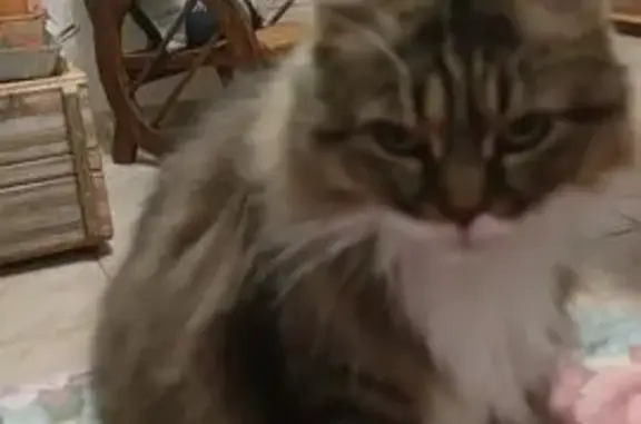 Chatte senior perdue, tabby brun et blanc - photo