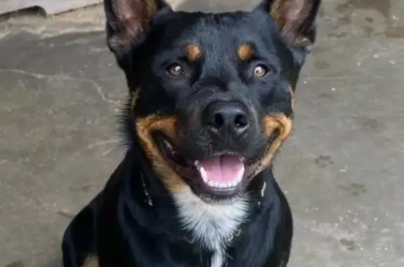 Lost Rottweiler Mix: Garrison Rd, Decatur