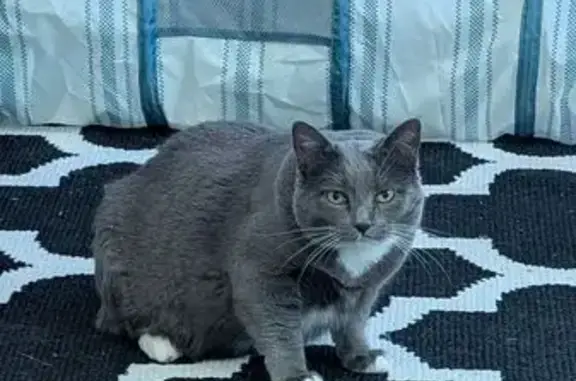 Lost Shy Gray Cat in Barling, AR