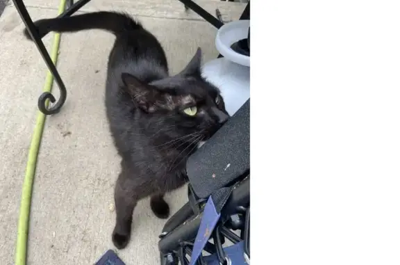 Lost and found pets Dayton, photo: Lost Cat on Brown St, Dayton - Help!
