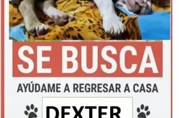 Gatos perdidos, Pozuelo de Alarcon, foto: Gato Blanco Perdido en Pozuelo de Alarcón