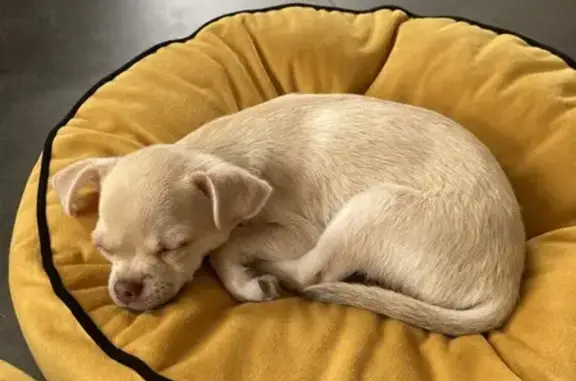 Chien trouvé Saint-Julien-de-Concelles, photo: Chihuahua beige trouvé à Saint-Julien