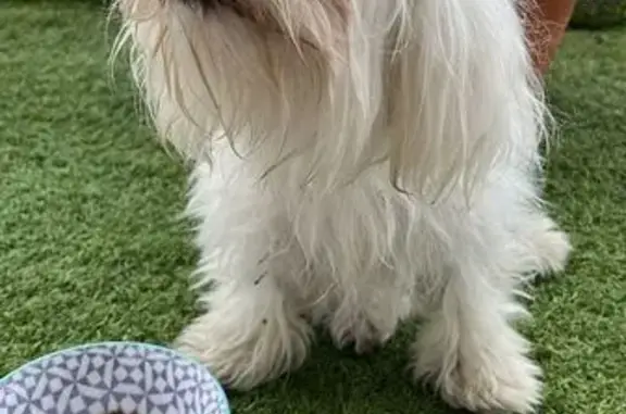 Chien trouvé Aubervilliers, photo: Bichon blanc pucé trouvé à Aubervilliers