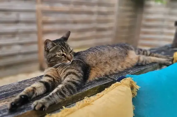 Chatte perdue à Fontaine-le-Comte - photo