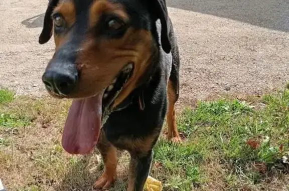 Animaux trouvés , photo: Chien croisé trouvé à Bernex, Route Scierie