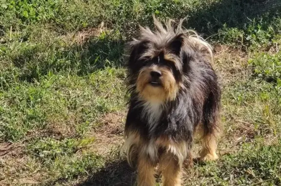 Perro Perdido: Balu, 8kg, Necesita Ayuda