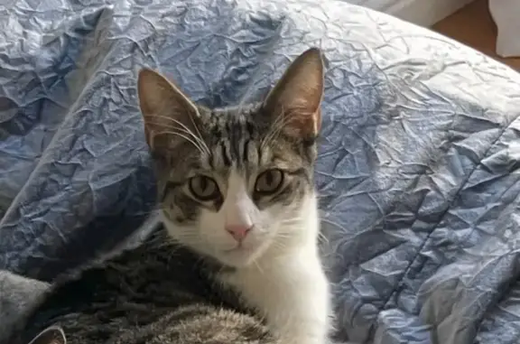 Lost pets Santa Monica, photo: Lost: Friendly Tabby KitKat in Santa Monica
