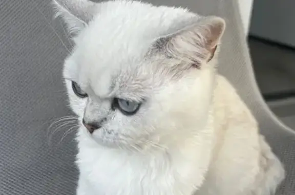 Missing cat Renton, photo: Lost White Shorthair Cat: Renton Area