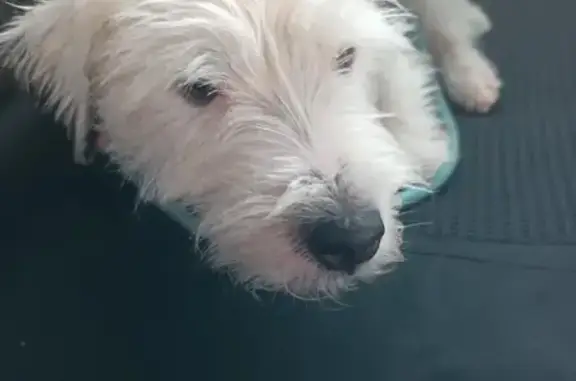 Perro Perdido: Blanco con Orejas Negras