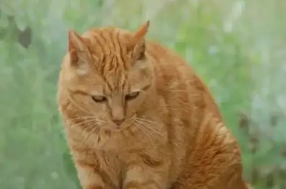 Chat perdu, Melrand, photo: Chat roux perdu, vieux et maigre, Melrand