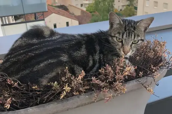 Animaux perdus Villeurbanne, photo: Chat tigré perdu, Rue Arago, Villeurbanne