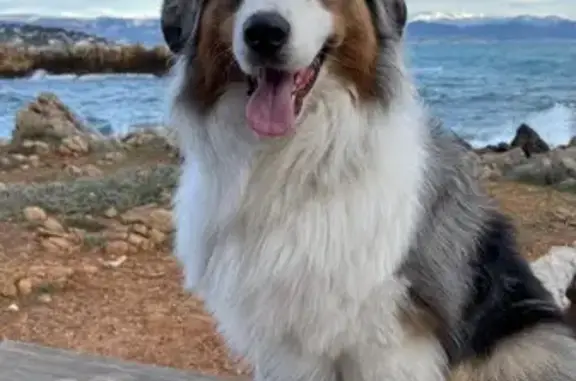 Chien perdu Mouans-Sartoux, photo : Chien blanc aux yeux bleus perdu Mouans-Sartoux