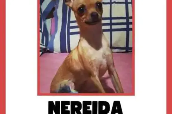 Chihuahua Mini Perdida: Nere en CDMX