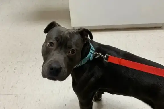 Lost Gray Pitbull 