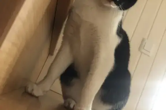 Gato Perdido: Visto en Piscina de Camas