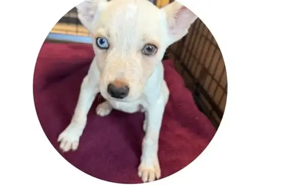 Missing dog Grand Prairie, photo: Lost Cream Terrier Mix: Blue Eye Alert!