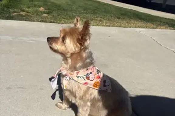 Lost Yorkshire Terrier in Herriman, UT