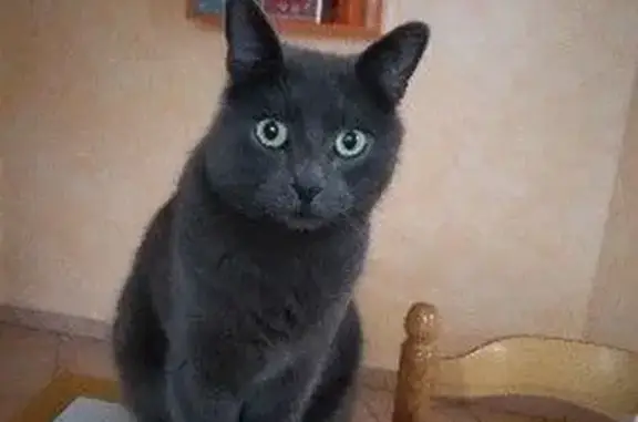Animaux perdus Roanne, photo: Chat gris 2 ans perdu à Roanne