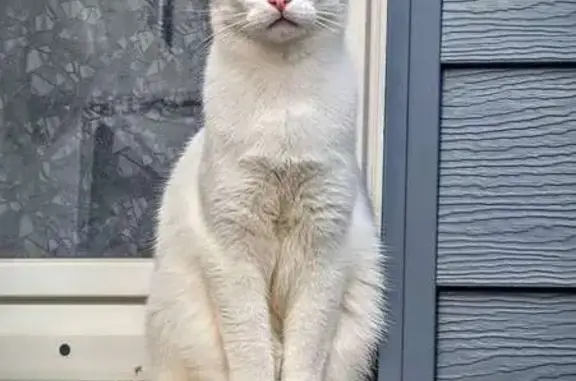 Chat perdu, Le Mans, photo: Chat blanc aux yeux vairons perdu au Mans