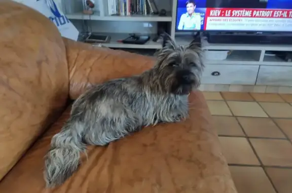 Chien perdu Caudebec-lès-Elbeuf, photo : Cairn terrier bringé perdu à Caudebec