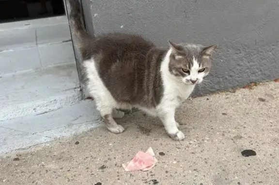 Animaux perdus Perpignan, photo: Chatte Mounette perdue à Perpignan