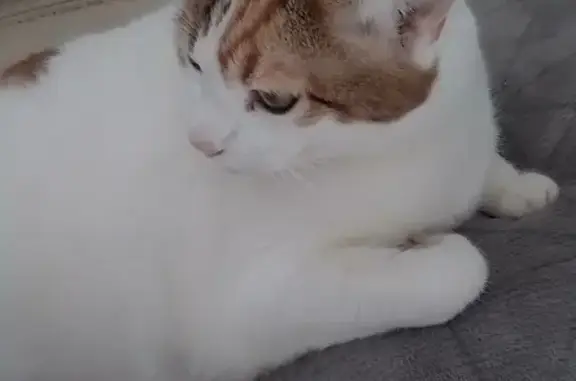 Chat tricolore affectueux perdu à Rouillon - photo
