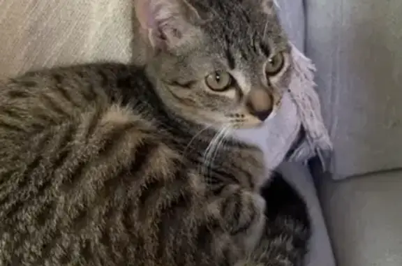 Chatte tigrée perdue à Pont-du-Casse - photo