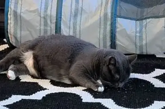 Lost Cat: Gray & White, 3rd Birthday