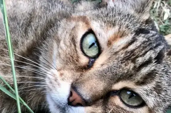 Animaux trouvés Tigy, photo: Chatte écaille câline trouvée à Tigy