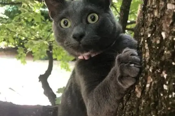 Chat perdu, Paris, photo: Chatte chartreux perdue Rue de la Mare