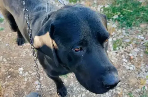 Labrador noir perdu à Lays-sur-le-Doubs - photo