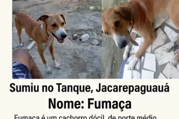 cachorro desaparecida